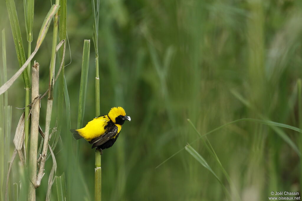 Yellow-crowned Bishopadult breeding