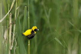 Yellow-crowned Bishop