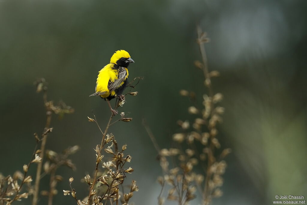 Yellow-crowned Bishopadult breeding, identification