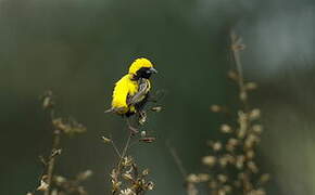 Yellow-crowned Bishop