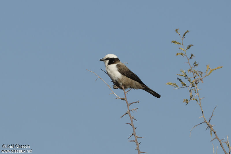 Southern White-crowned Shrike, identification