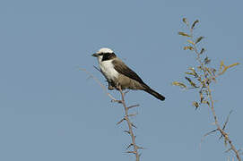 Southern White-crowned Shrike