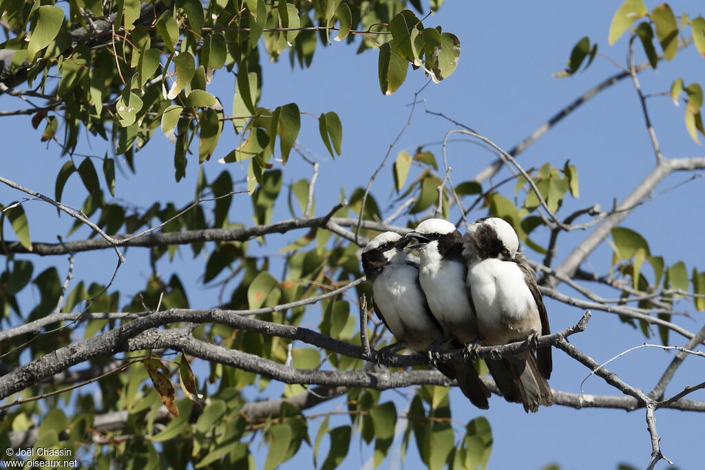 Southern White-crowned Shrike, identification