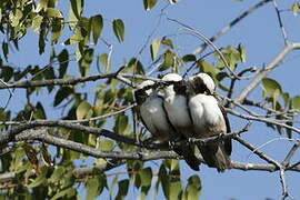 Southern White-crowned Shrike