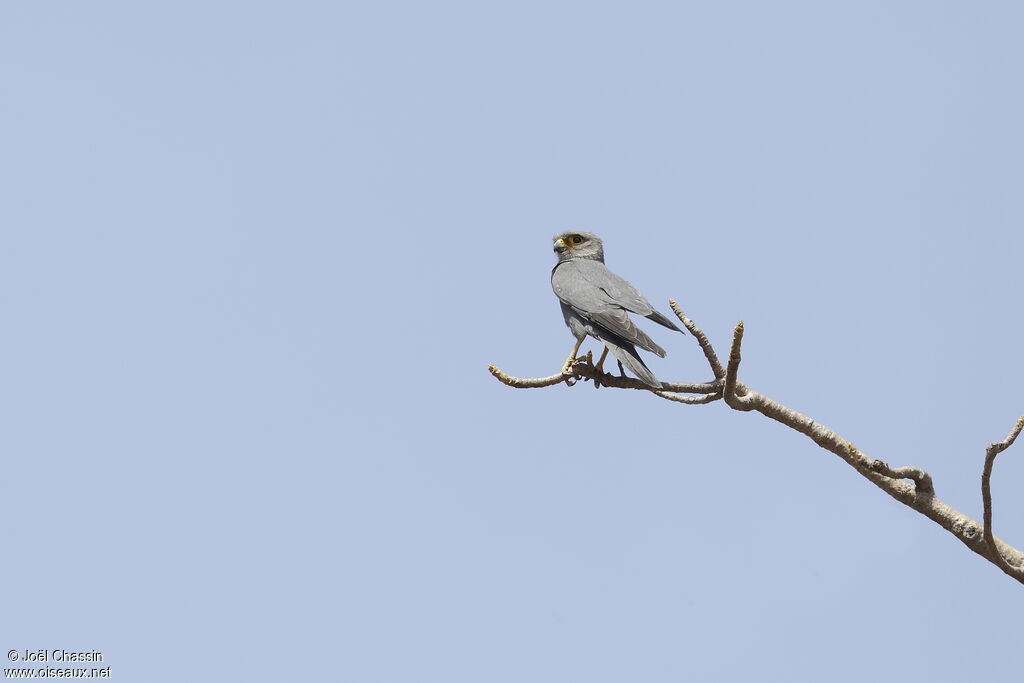 Grey Kestrel, identification