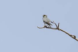 Grey Kestrel