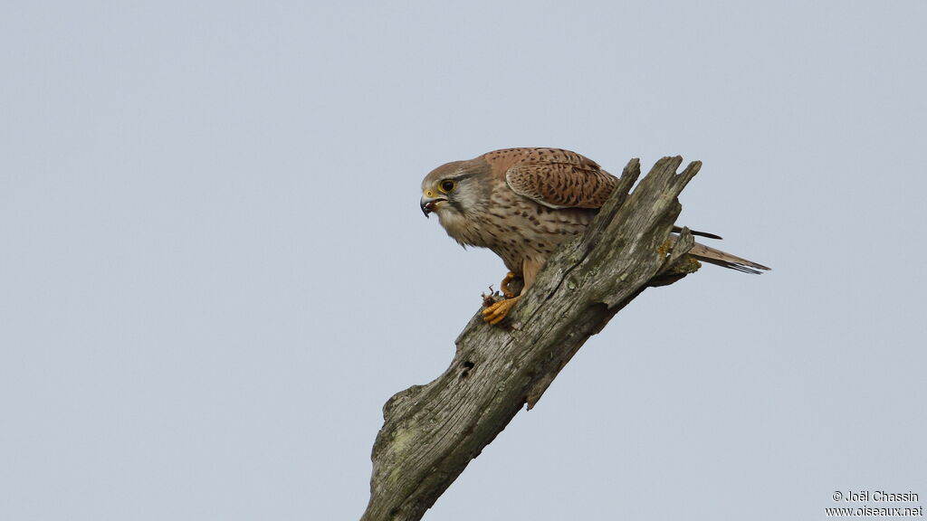 Common Kestrel, identification