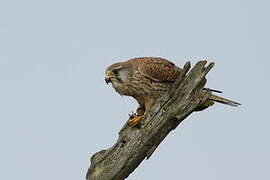 Common Kestrel