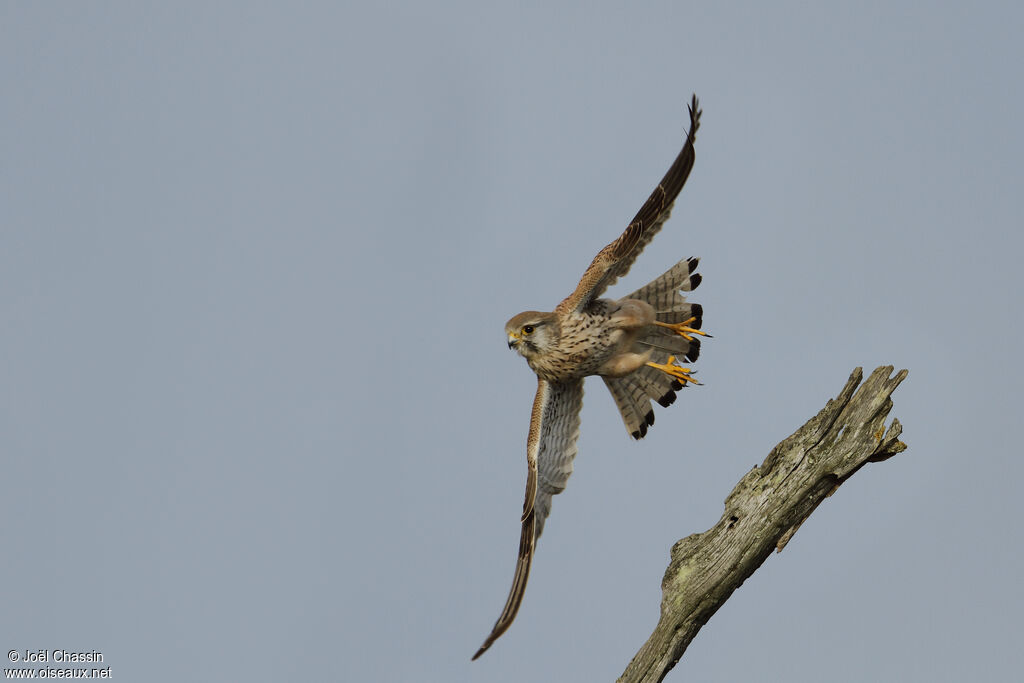 Faucon crécerelle, identification