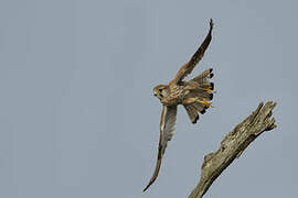 Common Kestrel