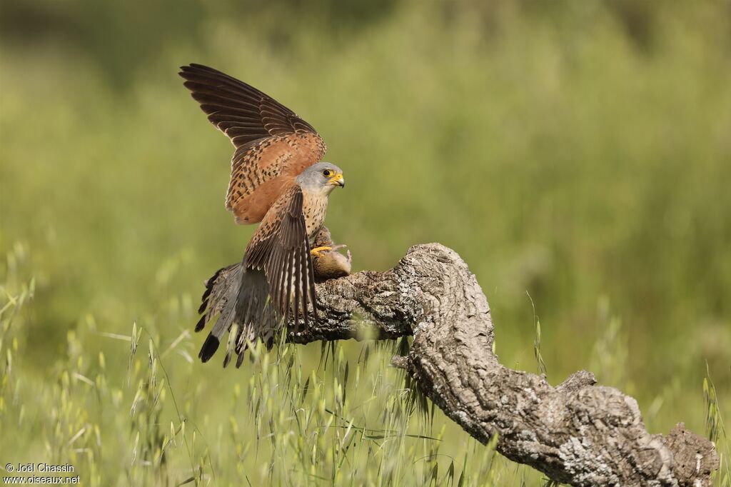 Lesser Kestrel, identification, fishing/hunting