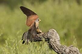 Lesser Kestrel