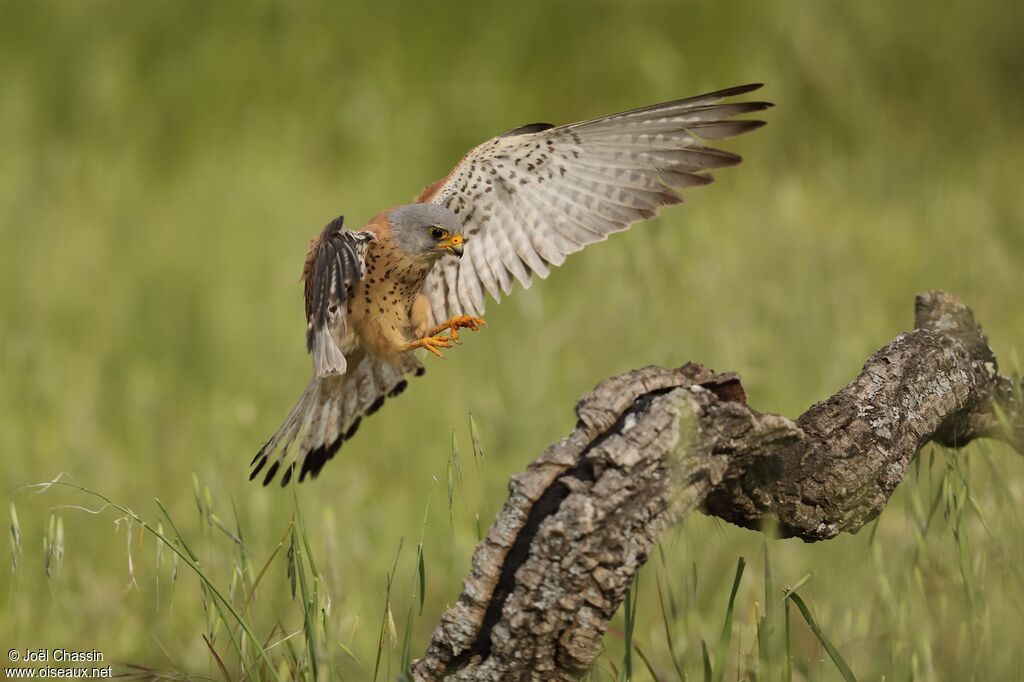 Lesser Kestrel, identification