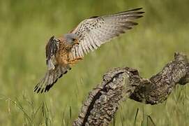 Lesser Kestrel