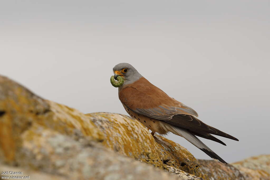 Lesser Kestrel, pigmentation, feeding habits, fishing/hunting, eats