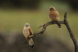 Lesser Kestrel