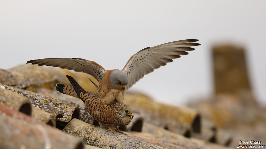 Lesser Kestreladult, mating.