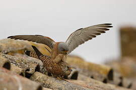 Lesser Kestrel