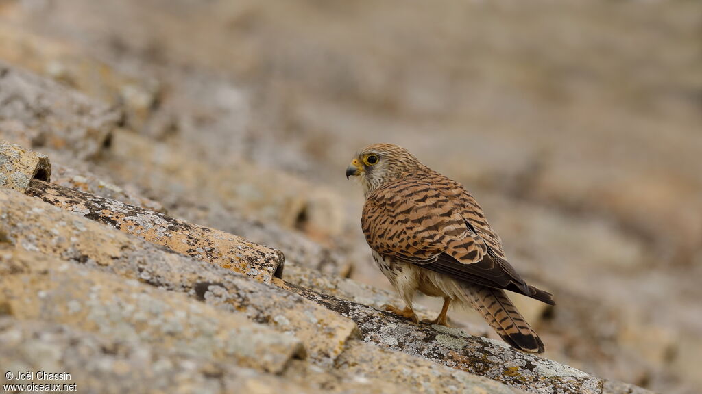 Lesser Kestrel female adult, identification