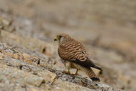 Lesser Kestrel