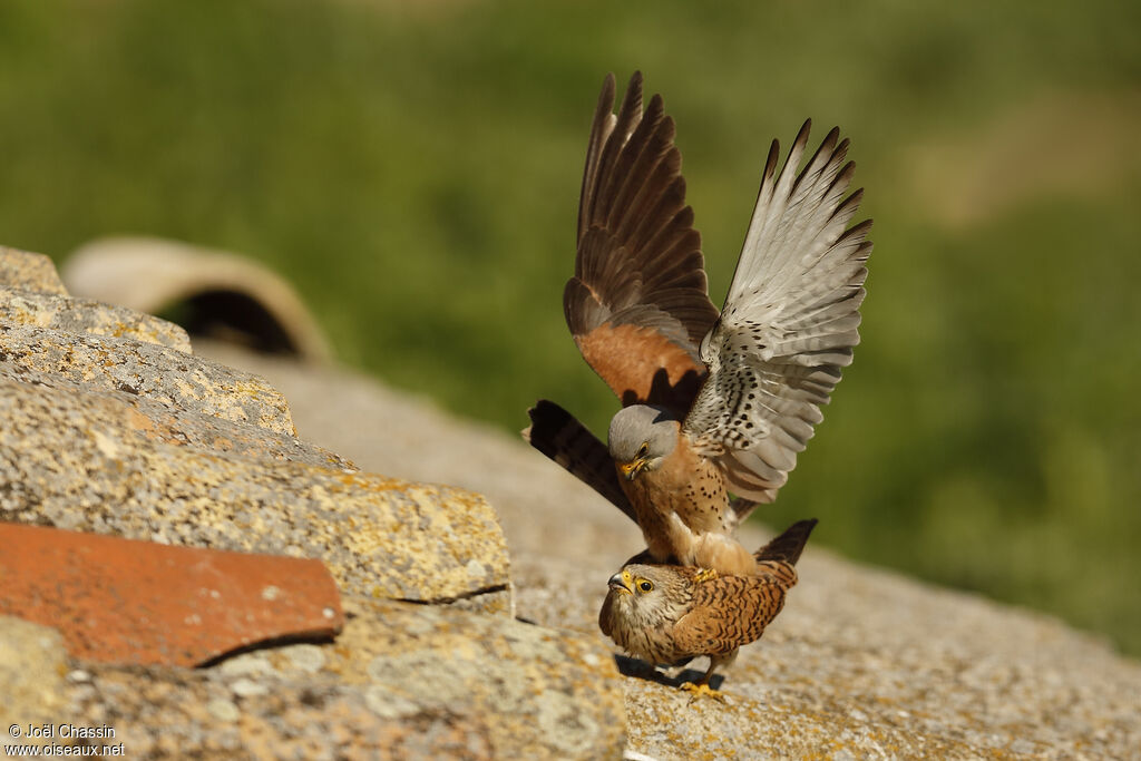 Lesser Kestreladult, mating.