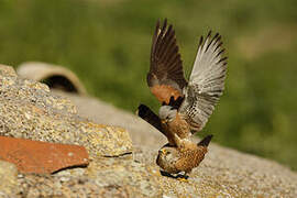 Lesser Kestrel