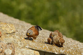 Lesser Kestrel