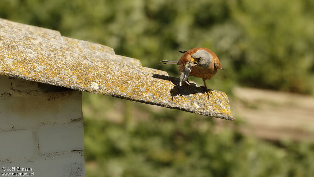 Lesser Kestrel male, identification