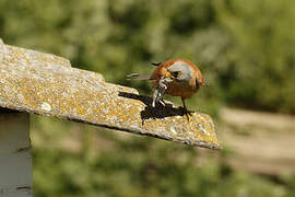 Lesser Kestrel