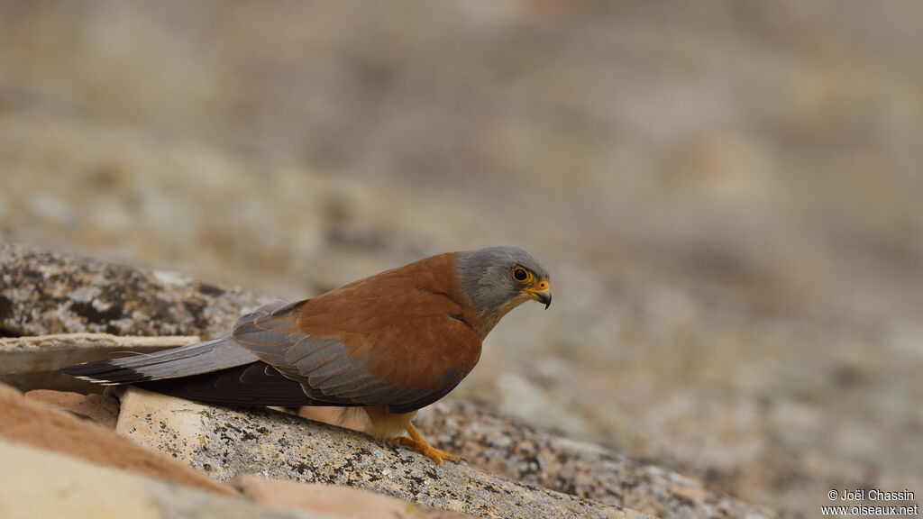 Lesser Kestrel male, identification