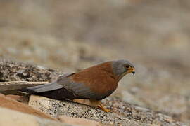 Lesser Kestrel