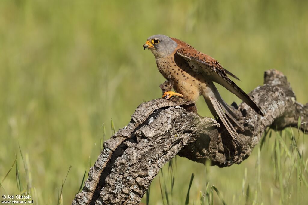 Lesser Kestrel, identification, fishing/hunting