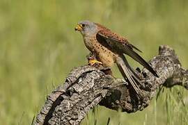 Lesser Kestrel