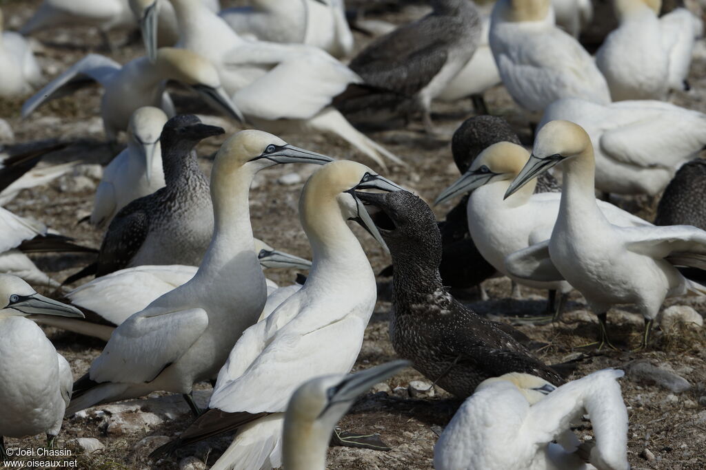 Northern Gannet