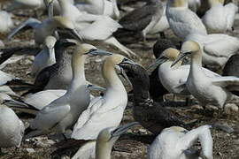 Northern Gannet