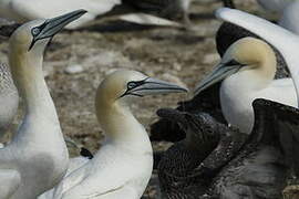 Northern Gannet