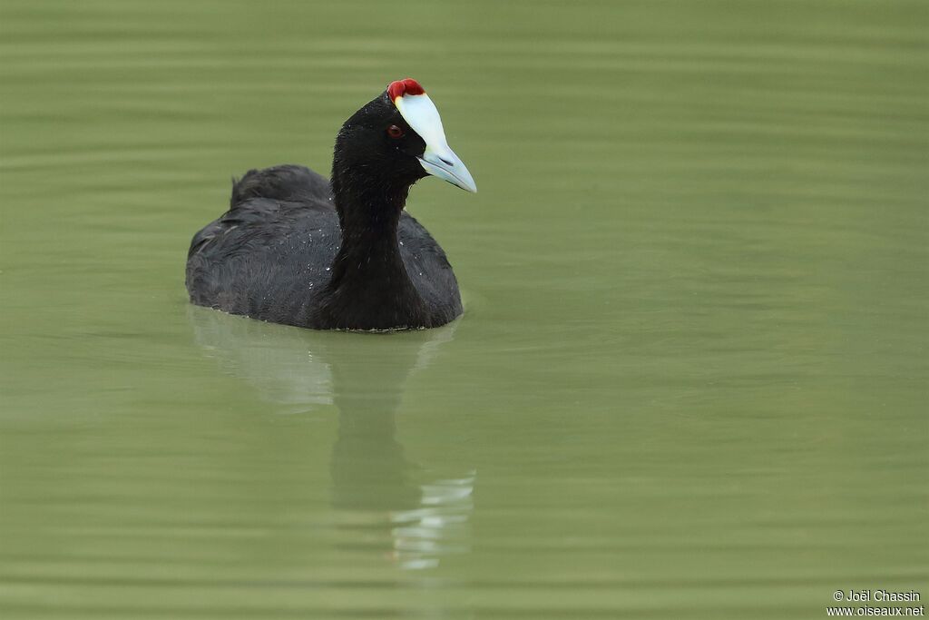 Foulque caronculée, identification