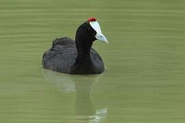 Red-knobbed Coot