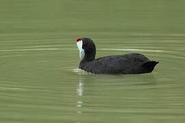 Red-knobbed Coot