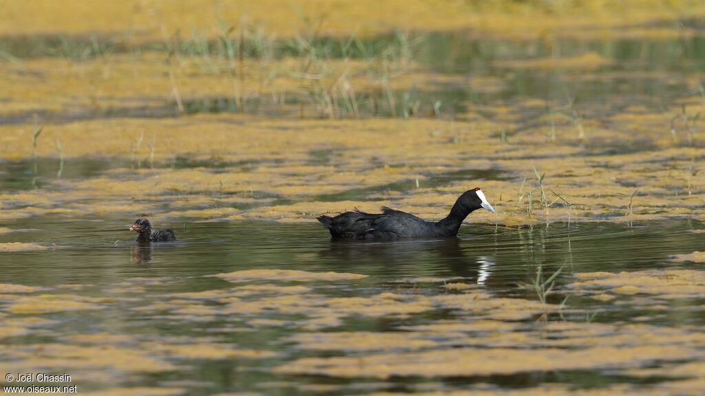 Red-knobbed Coot