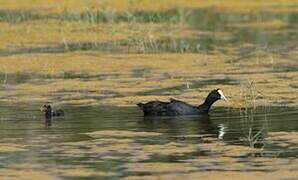 Red-knobbed Coot