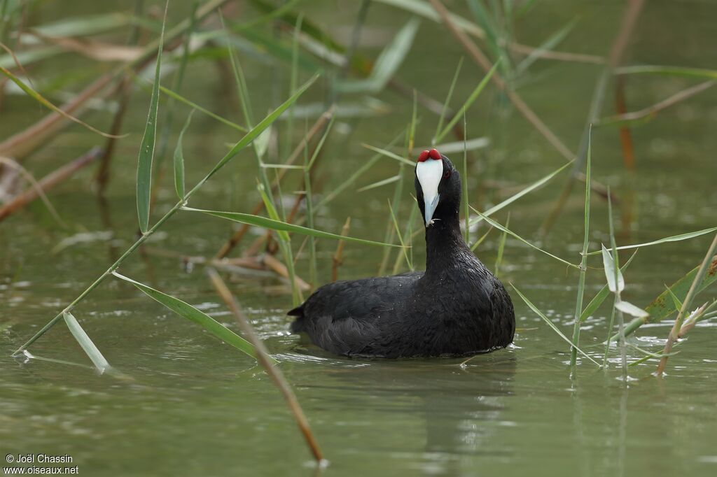 Foulque caronculée, identification