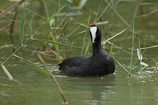 Foulque caronculée