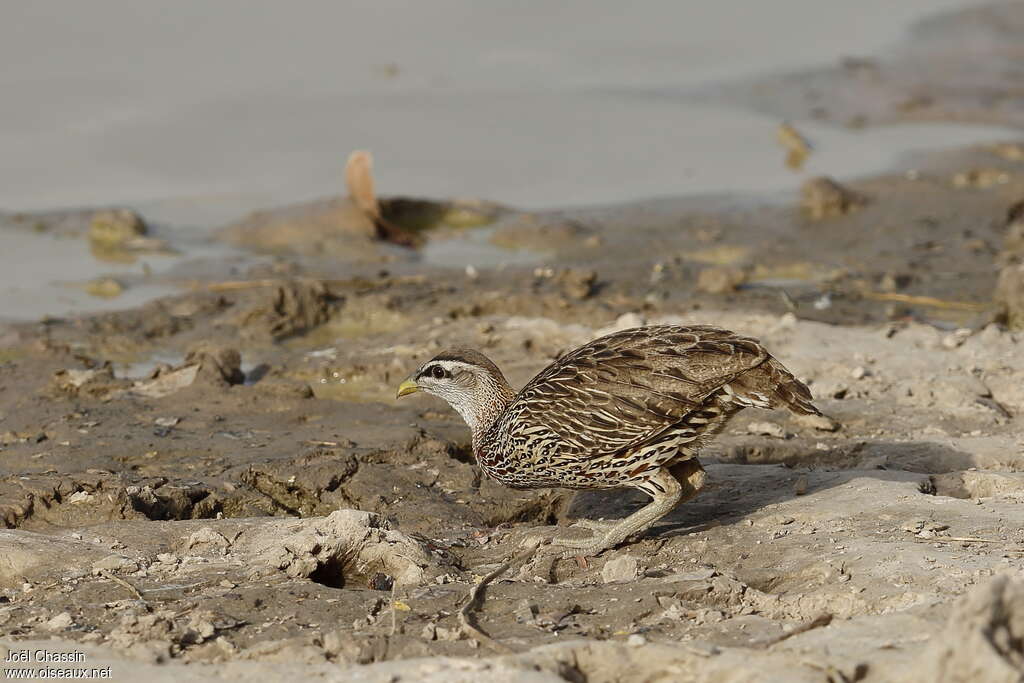 Francolin à double éperonadulte, boit, Comportement