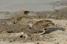 Francolin à double éperon