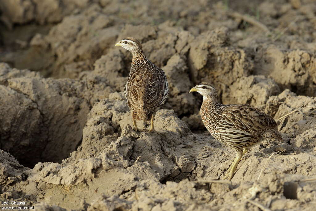 Francolin à double éperonadulte, Comportement