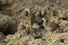 Francolin à double éperon