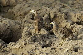 Double-spurred Francolin