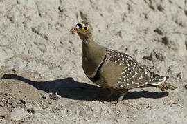 Double-banded Sandgrouse