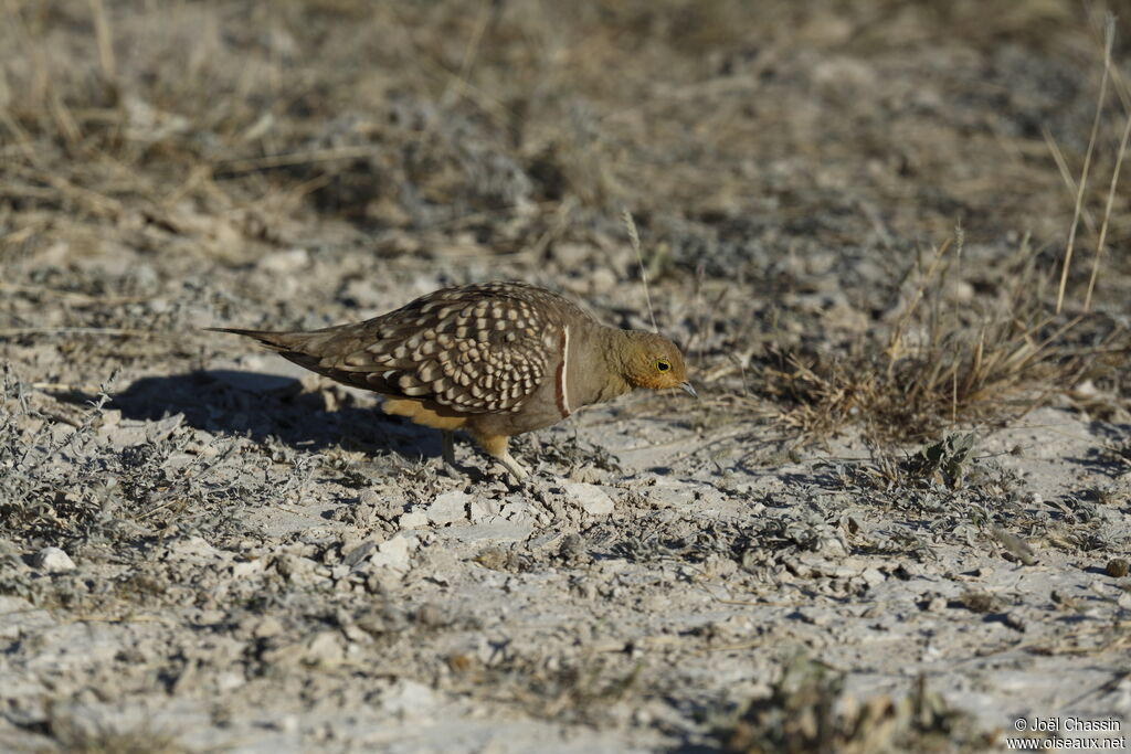 Double-banded Sandgrouse, identification